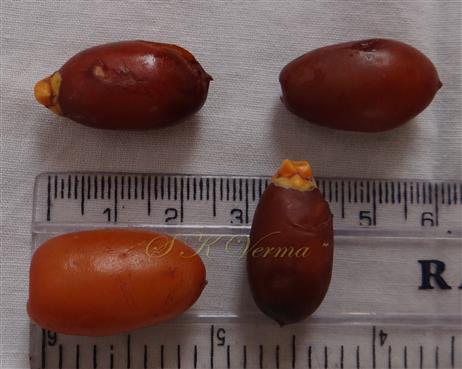  Fruits (Drupe)